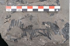 Foto (Detailansicht) von Taeniopteris vittata  (NHMW-GEO-2024-0188-10606)